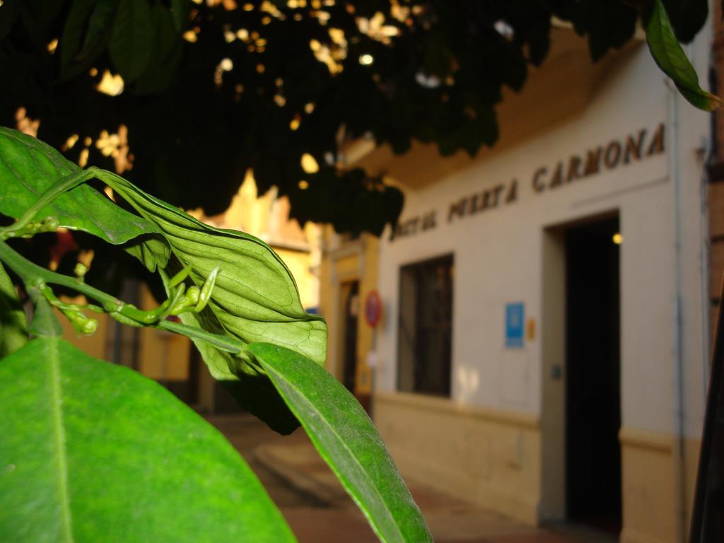 Hostal Puerta Carmona Sevilla Dış mekan fotoğraf